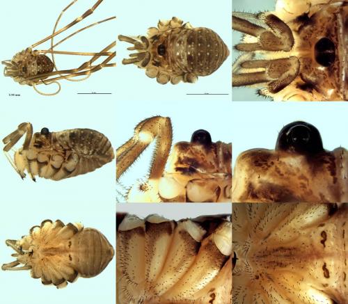 Dicranopalpus insignipalpis